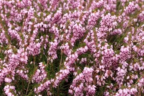 Вереск почвопокровный Эрика