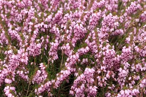 Вереск: небольшой кустарник с нежным цветением