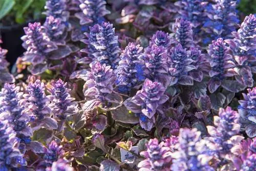 Горн: красивое почвопокровное растение с цветущими шипами