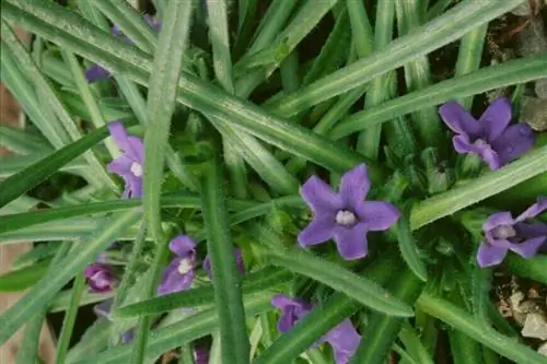 Кейп-Буглосс (Anchusa capensis), двулетник, цветение летом.