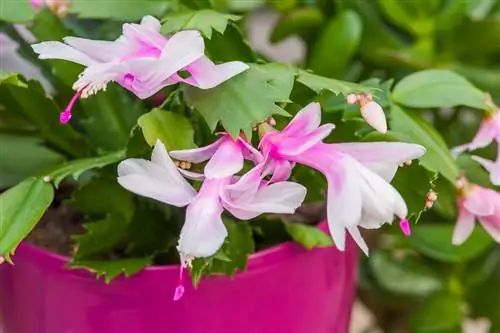 Рождественский кактус или Шлюмбергера: Как его посадить и ухаживать?