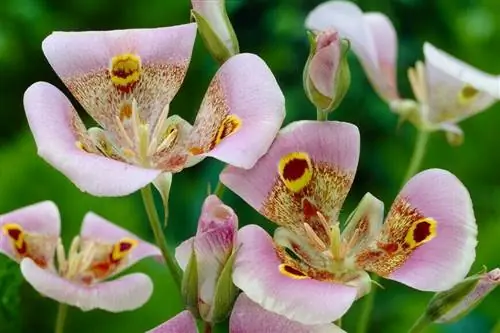 мормонский тюльпан; Калохортус супербус