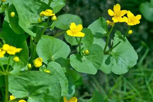 Калта болотная