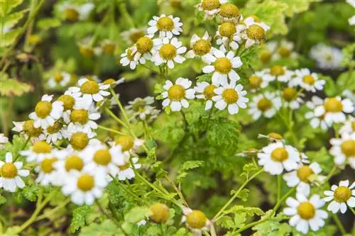 Ромашка: растение с множеством полезных свойств