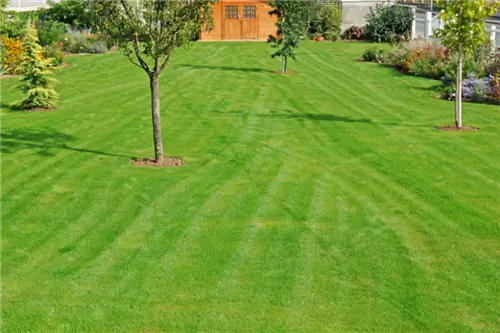 Ремонт газона правильно, что делать