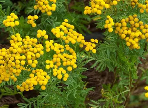 Пижма (Tanacetum vulgare) в цветке Пижма (Tanacetum vulgare) в цветке