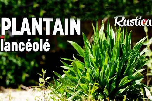 Выращивание подорожника ланцетного (Plantago lanceolata)