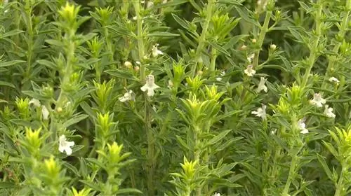 Как собирать и сушить чабер для кулинарного использования