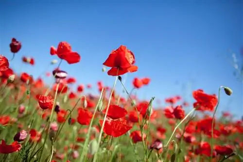 Сделайте сироп от кашля из мака