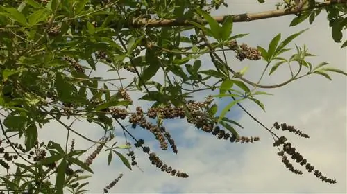 Как выращивать витекс, перец монах?