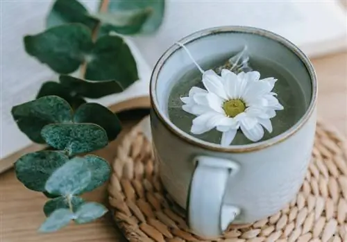 Эвкалипт против простуды и простуды