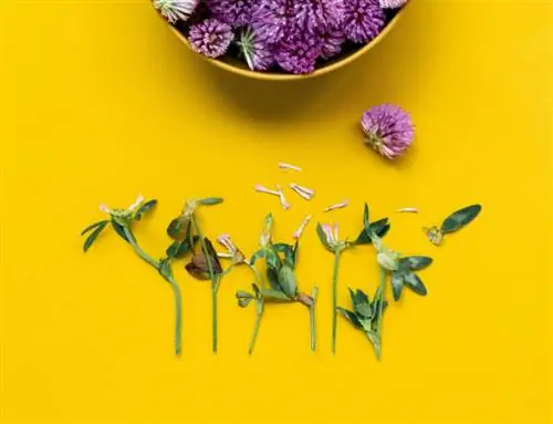 Травничество: сбор и сушка лекарственных растений.