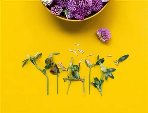 Травничество: сбор и сушка лекарственных растений