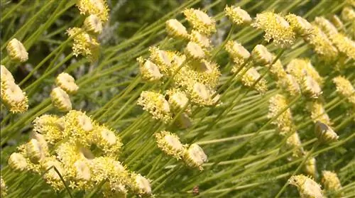 Сантолина: выращивание, сушка и применение