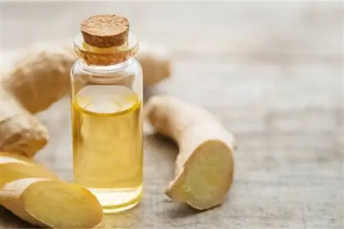 Имбирь, корень со свойствами афродизиака