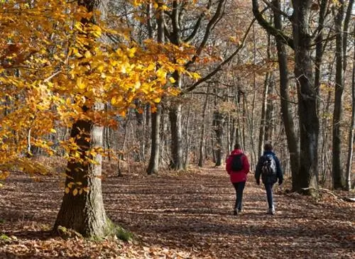 Ходоки на лесной тропе