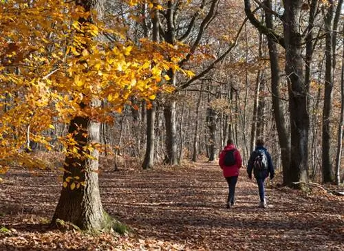 Лекарственные деревья: достоинства коры, серёжек и почек
