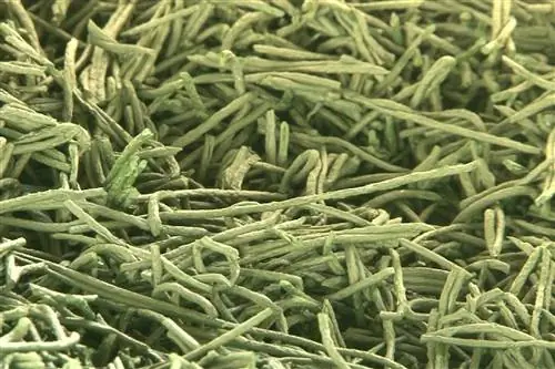 Польза спирулины для здоровья и благополучия