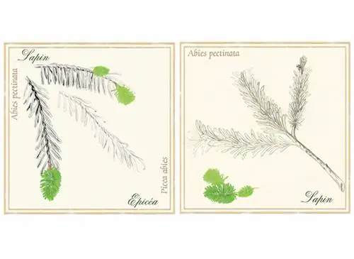 Ботанический совет: ель (Picea abies), пихта (Abies pectinata)