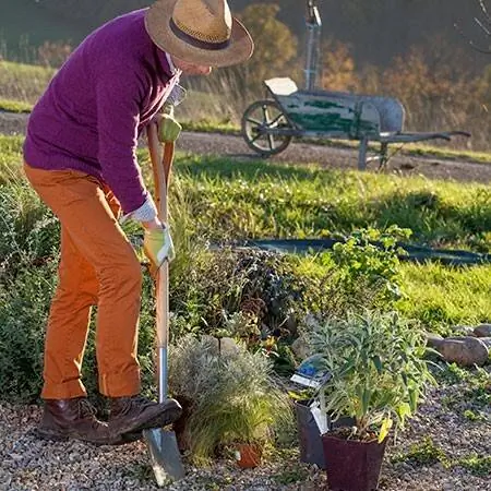 Посадка шалфея, травы и розмарина