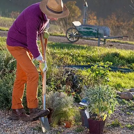 Выращивание лекарственных растений в саду
