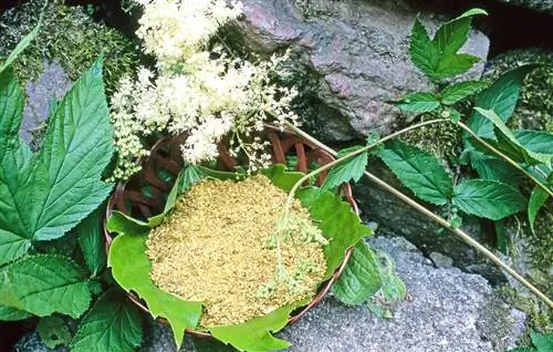 Натуральное благополучие: таволга, болеутоляющее и очищающее средство