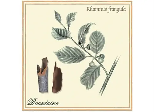 Фитотерапия, крушина, кора, запоры, расстройства кишечника, толстой кишки