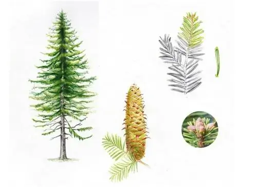 Ботаническая тарелка: Abies Alba: все растение, шишка, бутоны, хвоя.