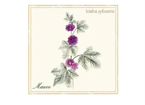 здоровье, лекарственное растение, дикая мальва, мальва сильвестрис, кашель, противовоспалительное средство