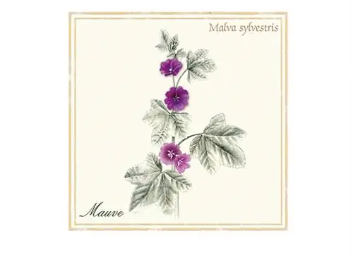 Рецепты хорошего самочувствия: мальва дикая (Malva silvestris)