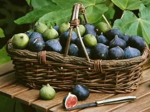 Как приготовить инжир: рецепты и питание.