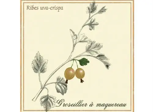 Ботаническая пластинка: крыжовник (Ribes uva-crispa)