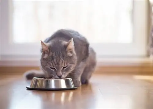 кошка ест кошка ест