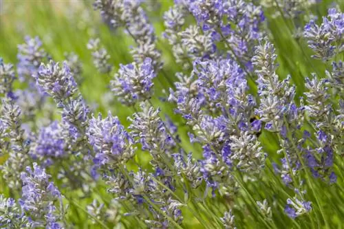 настоящая лаванда 'Cedar Blue' настоящая лаванда 'Cedar Blue'