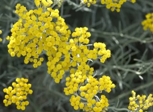 Бессмертник курсивный. Бессмертник из Италии. Бессмертник курсивный. Бессмертник из Италии.