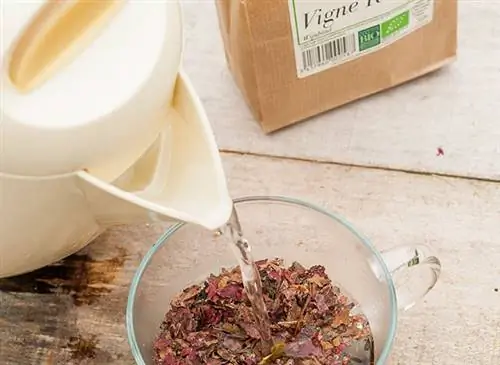 Красная лоза помогает при тяжести в ногах