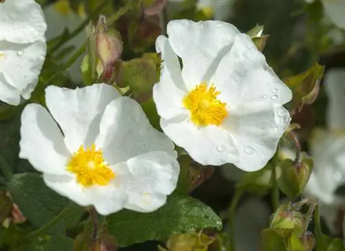 Цветы Ладанника