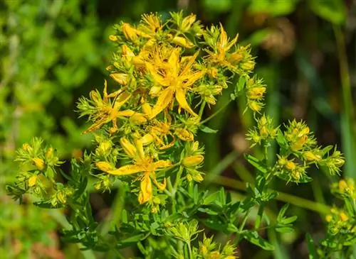 Приготовление масла для тела со зверобоем