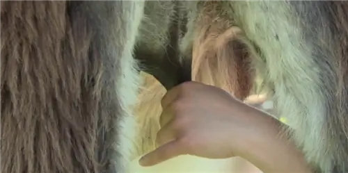 Польза ослиного молока в косметике