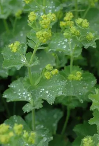 Увлажняющий крем Alchemilla