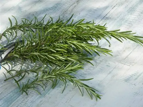 Веточки розмарина