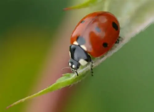 Божья коровка: полезное насекомое в саду