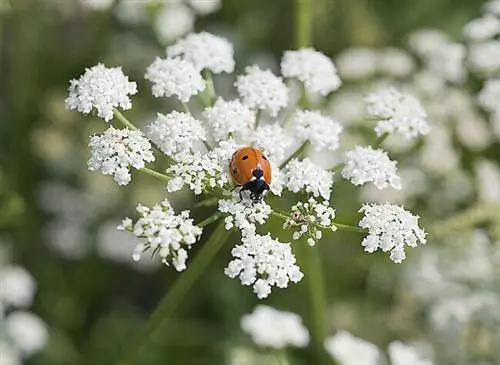 Божья коровка на зонтике
