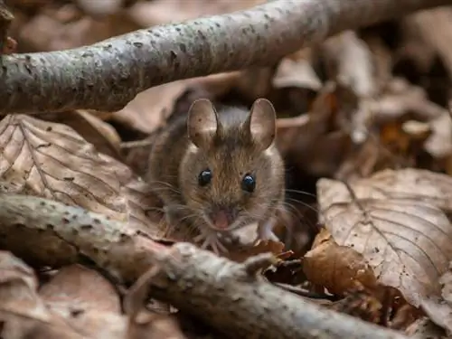 полевая мышь в листве