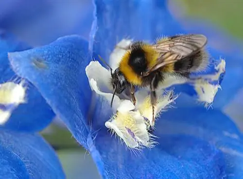Шмель садовый (Bombus hortorum)