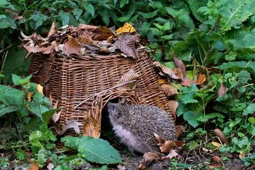Мобилизуйтесь ко Всемирному дню животных