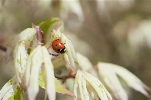Девять полезных насекомых и животных в саду