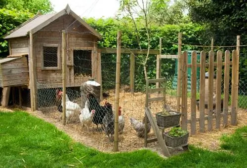 Курятник в саду