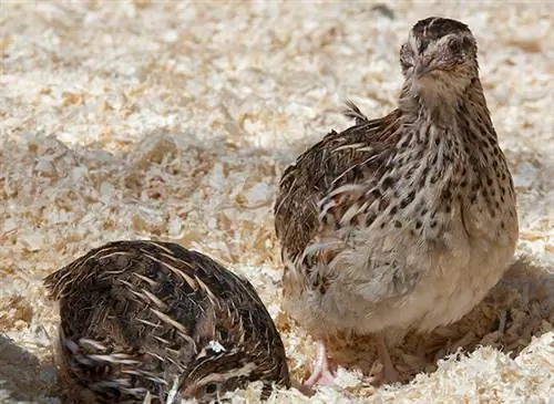 Разведение перепелов