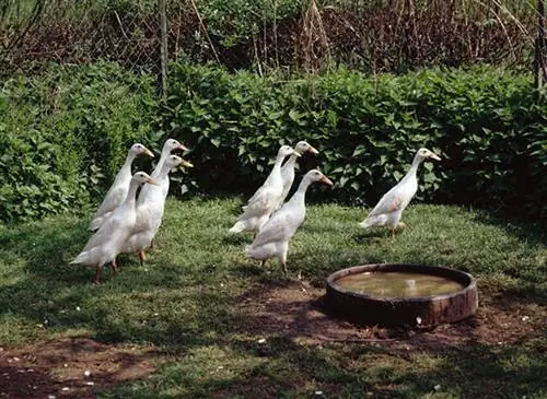 Индийская утка-бегун